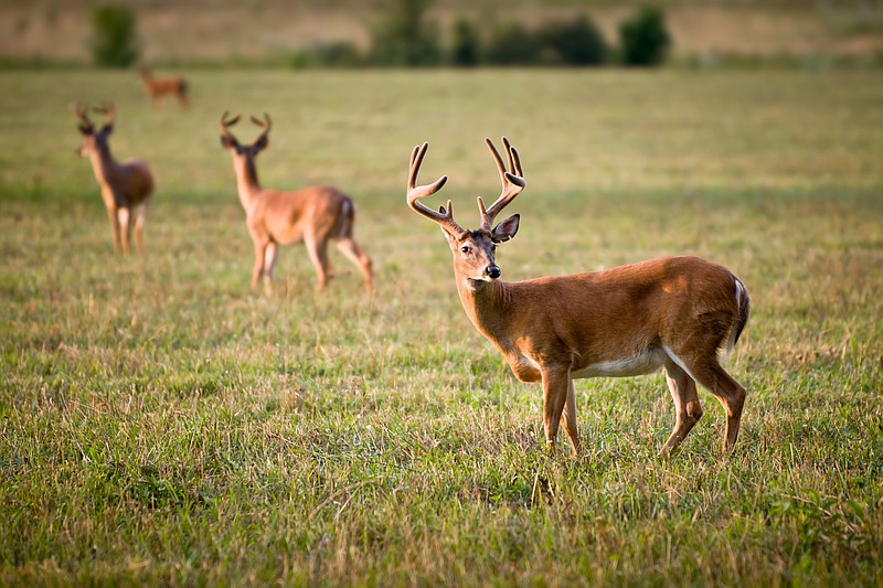 White Tailed Deer Wildlife Animals in Blue Ridge Outdoors Nature Scene