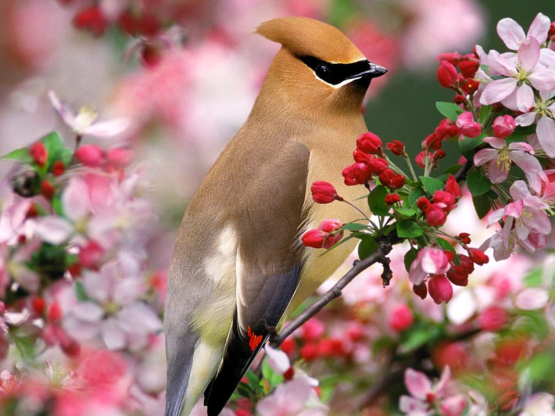 Cedar waxing