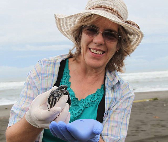 Annie Steward helps save endangered turtle hatchlings on the island of Parismina.