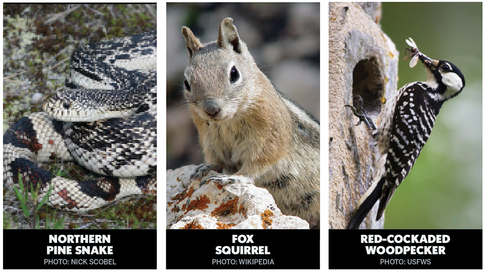 Changes to habitat can force some species to seek a new home.