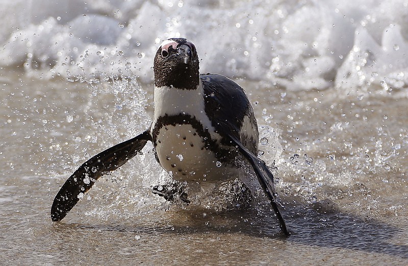 
              FILE - In this Aug. 27, 2015 file photo, a Penguin runs out of the ocean after swimming with other penguins at Boulders beach a popular tourist destination in Simon's Town, South Africa. The six ocean hot spots that teem with the biggest mix of species are also among those getting hit hardest by global warming and industrial fishing, a new study finds. It’s sort of like the targeting of the world’s natural underwater super-zoos. (AP Photo/Schalk van Zuydam, File)
            