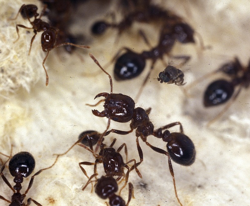 This undated image provided by the ARS-USDA shows fire ants.