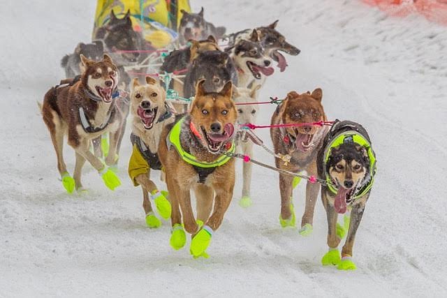 A dog-lover with five beagle/hound mixes, Dr. Robert Headrick says it wasn't just the dogs that drew him to the Iditarod, but rather the team approach. That's something he strives for in his Chattanooga Heart Institute-affiliated medical practice, he said.