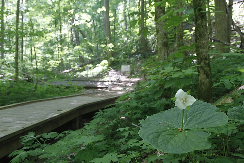 A white trillium blooms beside the Shirley Miller Wildflower Trail in the Crockford-Pigeon Mountain Wildlife Management Area near Lafayette, Ga.