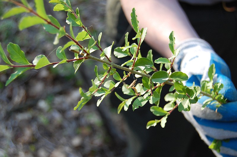 Volunteers will be battling privet and other invasive plants during Weed Wrangle, a statewide cleanup effort Saturday, March 4.