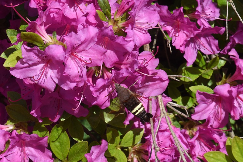 Craig Walker will give how-to hints for growing azaleas on March 25 at The Barn Nursery.