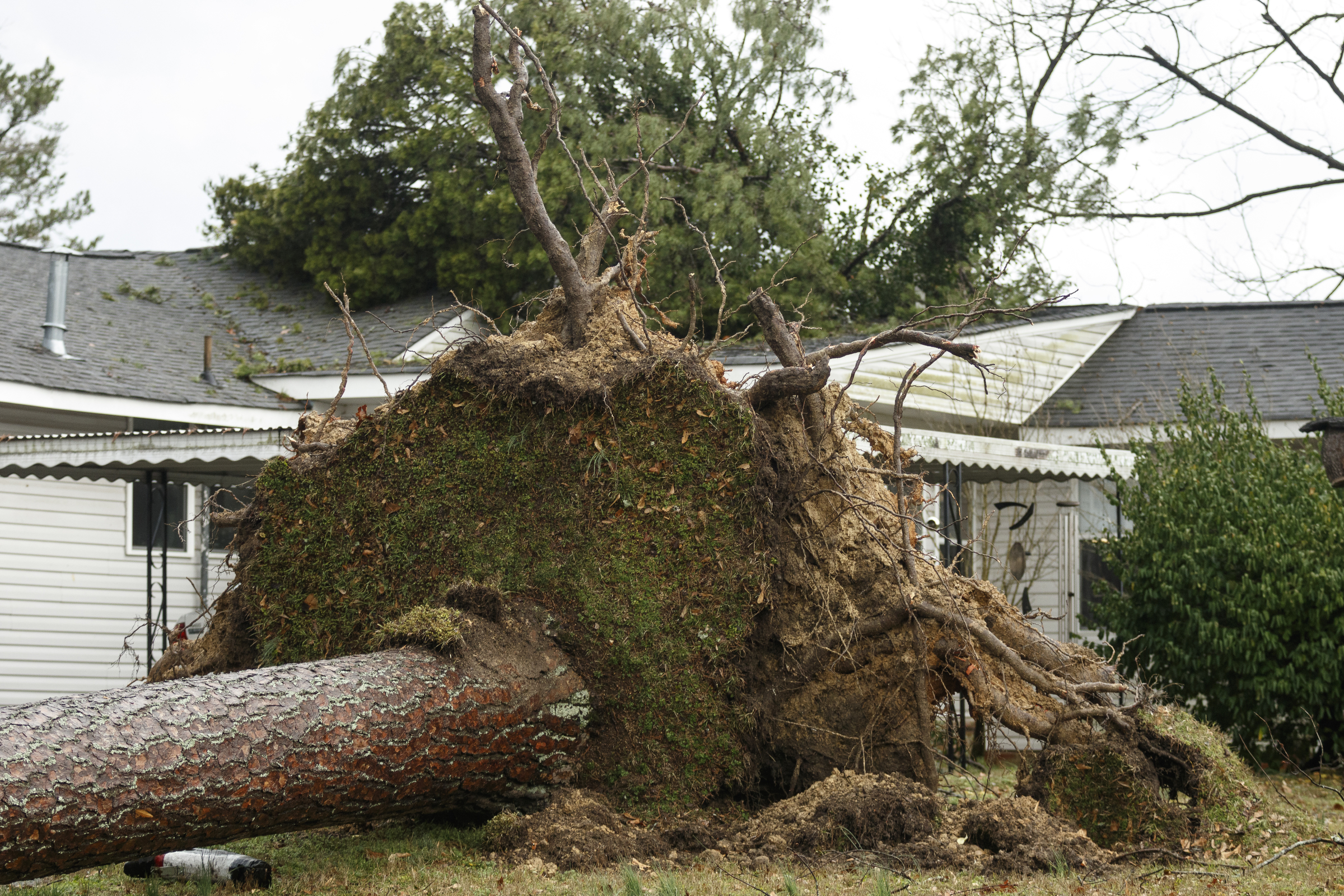A tree is uprooted between Westwood Avenue and Highland Drive on Wednesday, March 1, 2017, in Chattanooga, Tenn. Severe storms swept through the region Wednesday afternoon.