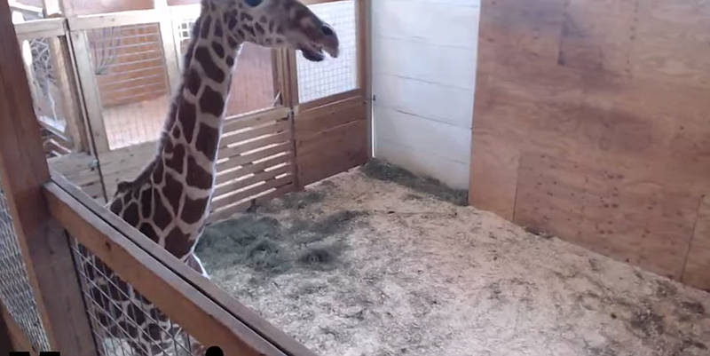 April the pregnant giraffe is slated to give birth during a live stream on YouTube.