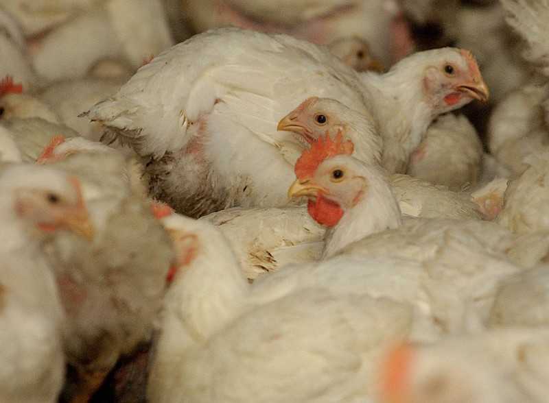Bird flu can make people sick only if they've been directly exposed to infected birds. But the strain of bird flu could change itself into a brand-new strain that allows it to jump from human to human. (Kelly Bennett/KRT)