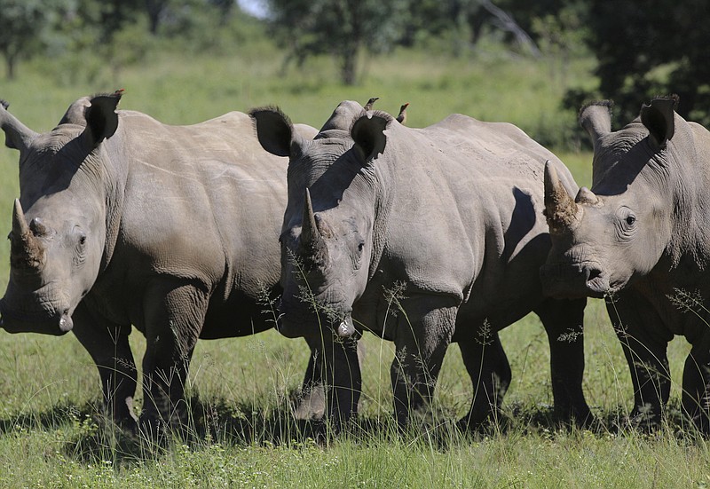 
              In this Wednesday, March 8, 2017 photo, three rhinos line up at the Welgevonden Game Reserve in the Limpopo province, South Africa. South Africa's government is moving ahead with plans to allow a domestic trade and limited export of rhino horns, alarming many international conservationists who believe rhinos will be more vulnerable to poachers who have killed record numbers in the past decade. (AP Photo/Renee Graham)
            