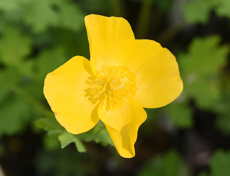 A celandine poppy is native to Tennessee.Staff Photo by Angela Lewis Foster A celandine poppy is one of many plants available at the 29th Annual Native Plant Sale Friday, April 15, 2016 at Reflection Riding Arboretum and Nature Center. The sale continues Saturday, April 16 from 9 a.m. until 4 p.m.