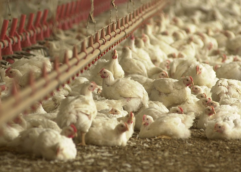 **FILE** Chickens are seen next to their water supply at Baldwin, Ga. chicken house on Aug. 10, 2002.  The University of Georgia has partnered with the Georgia Poultry Federation on a Web site to help chicken farmers get rid of the mountain of poop produced by their flocks and to provide other farmers with a cheap alternative fertilizer. (AP Photo/The Times, Tom Reed)