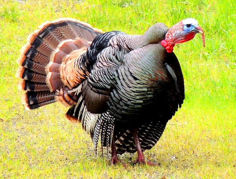 Who knew one bird could cause so much craziness? But each spring, the gobbler hunting season causes otherwise sane people to sacrifice sleep, family and other priorities in pursuit of the wild turkey, writes outdoors columnist Larry Case.