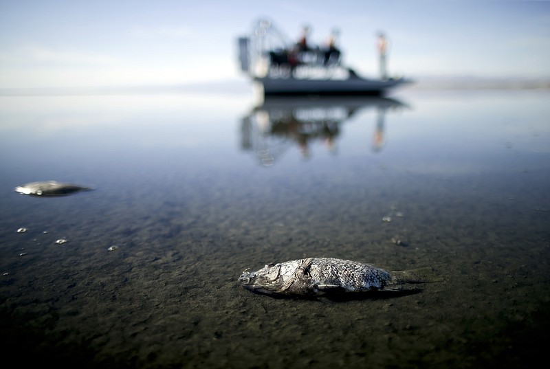 
              FILE - In this April 29, 2015 file photo  oxygen-starved tilapia floats in a shallow Salton Sea bay near Niland, Calif. California officials have proposed spending nearly $400 million over 10 years to slow the shrinkage of the state's largest lake. Gov. Jerry Brown's administration on Thursday, March 16, 2017 unveiled a plan to build ponds on the northern and southern ends of the Salton Sea. It's expected to evaporate at an accelerated pace starting next year when the San Diego region no longer diverts water to the desert region. (AP Photo/Gregory Bull, File)
            