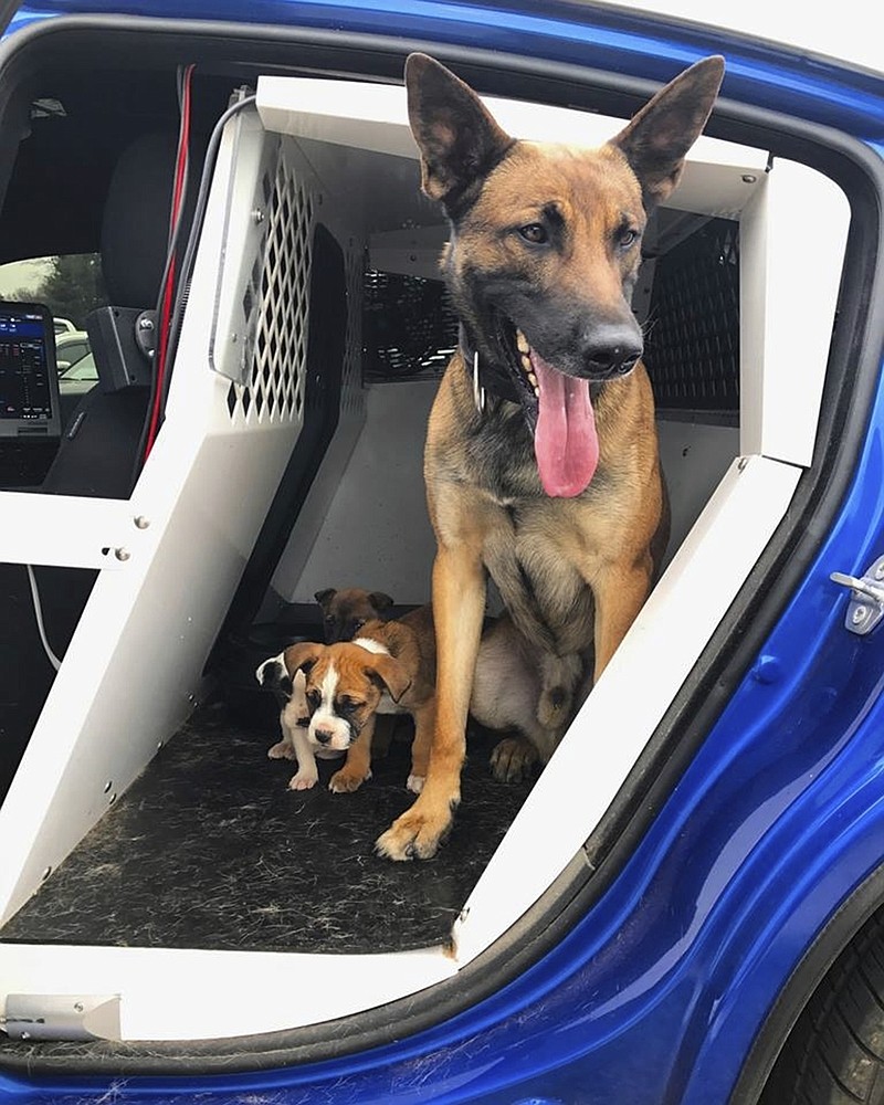 In this undated photo released by the Georgia Department of Public Safety, Tek a police dog working with State trooper Jordan Ennis and puppies are seen. Ennis found the puppies while patrolling a southwest Atlanta subdivision on Monday, March 13, 2017. (The Georgia Department of Public Safety via AP)

