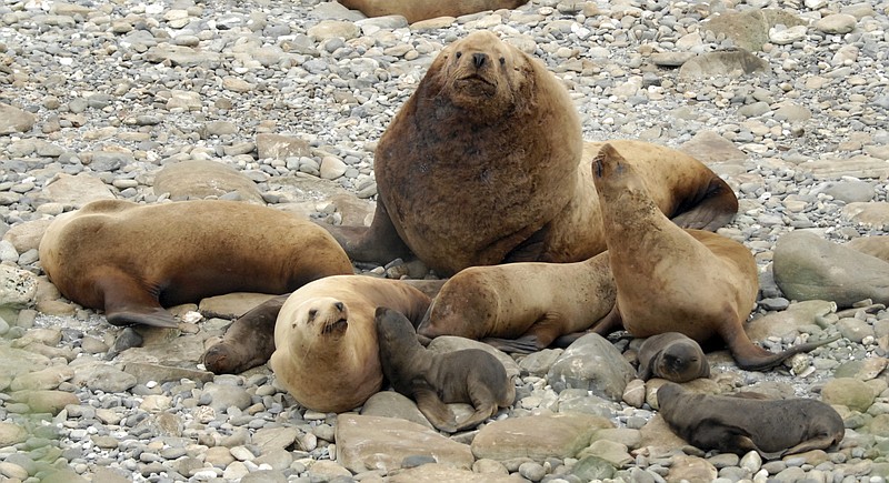 
              This 2016 photo provided by NOAA Fisheries, shows a harem of Stellar sea lions with one large male, several females and their pups on Gillon Point at Agattu Island, Alaska. The NOAA Fisheries scientists are using crowdsourcing volunteers to help study why the population of sea lions in the Aleutian Islands has not recovered. Volunteers are reviewing thousands of photos to determine whether they show any sea lions. (Katie Sweeney/NOAA Fisheries via AP)
            