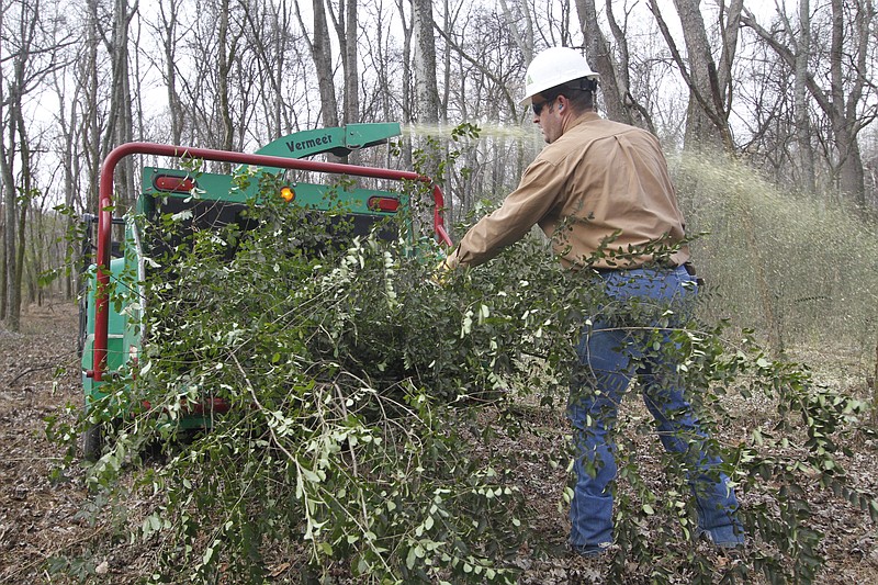 Scott Mainord with ChemPro Services runs a load of Chinese privet into a chipper in 2010. Privet has expanded throughout the region's parks and public spaces, pushing out local native species, and have become a nuisance that many want removed.