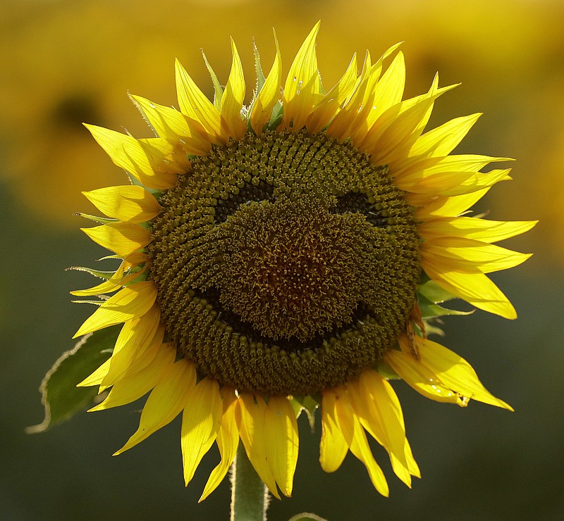 
              FILE - In this Sept. 7, 2016 file photo, a smiley face is seen on a sunflower in a sunflower field in Lawrence, Kan. Over the past decade as income in the U.S. has gone up, self-reported happiness levels have fallen fast, some of the biggest slides in the world. Yet this year, Norway vaulted to the top slot in the annual World Happiness Report despite the plummeting price of oil, a key part of its economy. (AP Photo/Charlie Riedel)
            