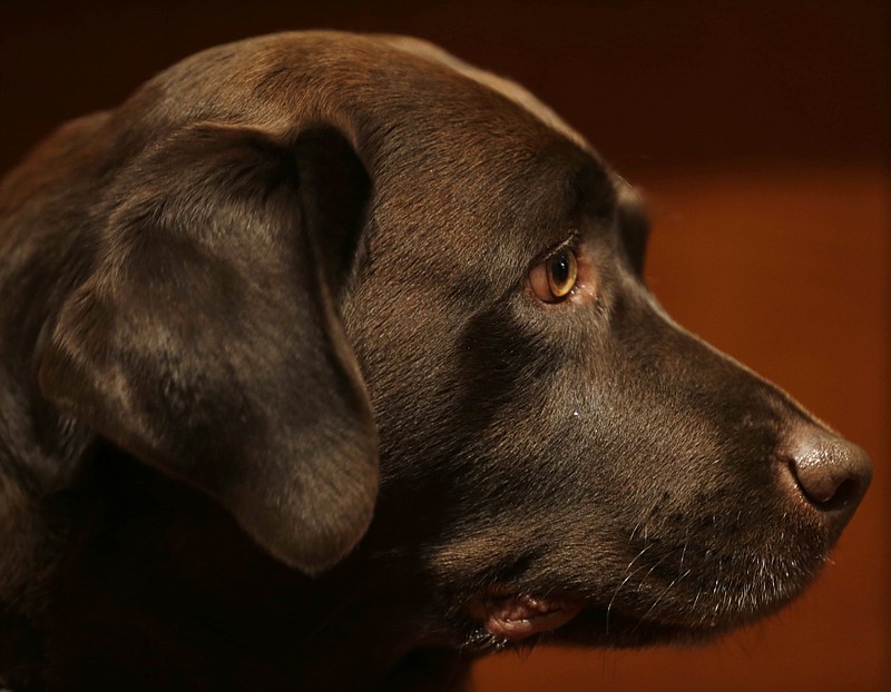 
              FILE - In this Wednesday, Jan. 30, 2013, file photo, a Labrador retriever named Shayna attends a news conference at the American Kennel Club in New York. According to the American Kennel Club Tuesday, March 21, 2017, Labrador retrievers have extended their record run as America's most popular dog breed for 2016. (AP Photo/Seth Wenig, File)
            