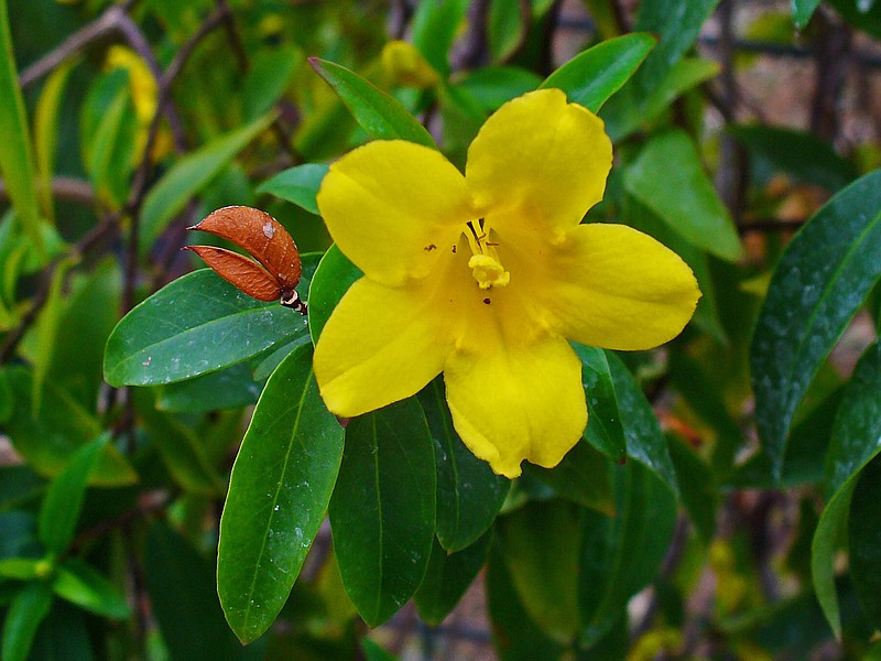 Yellow jessamine