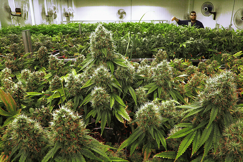 Marijuana plants are seen nearly ready for harvest at a medical marijuana cultivation center in Illinois.
