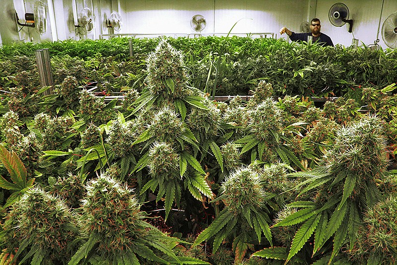 Marijuana plants are seen nearly ready for harvest at a medical marijuana cultivation center in Illinois. 