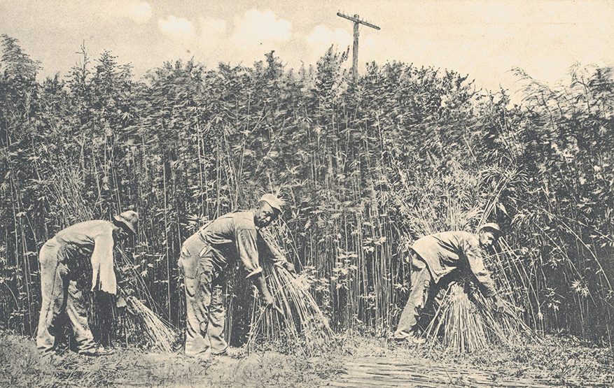 Cutting Hemp in Kentucky