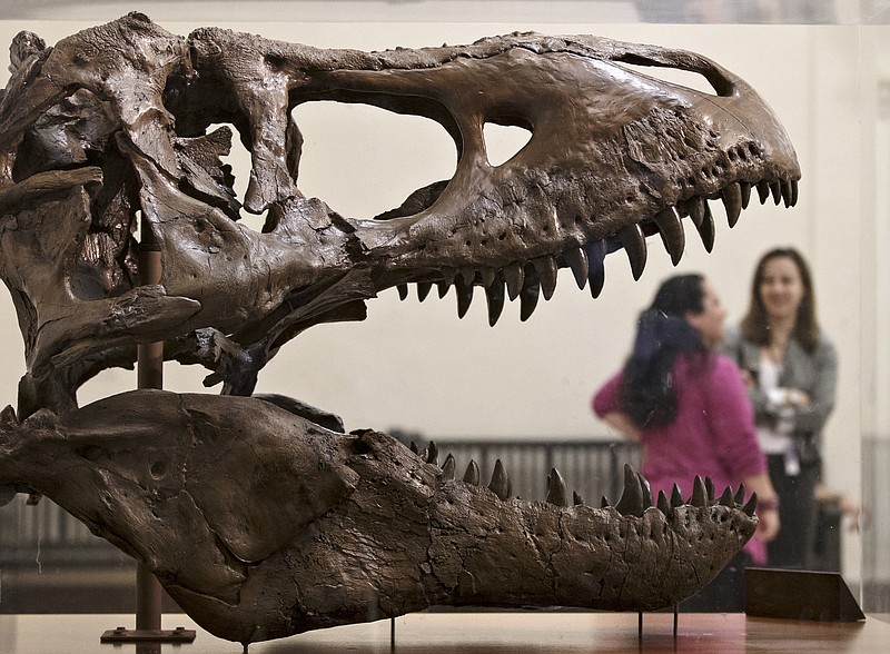 
              FILE - In this April 15, 2014 file photo, a cast of a Tyrannosaurus rex discovered in Montana greets visitors as they enter the Smithsonian Museum of Natural History in Washington. Tyrannosaurus Rex and his buddies are on the move as a new study proposes a massive shake up of the dinosaur family tree. A new study that looks at more than 450 characteristics of 75 dinosaur species proposes a different evolutionary history of dinosaurs, moves the theropods such as T. Rex to a new branch of the family tree and even suggests a bit earlier and more northerly origins for dinosaurs. (AP Photo/J. Scott Applewhite, File)
            