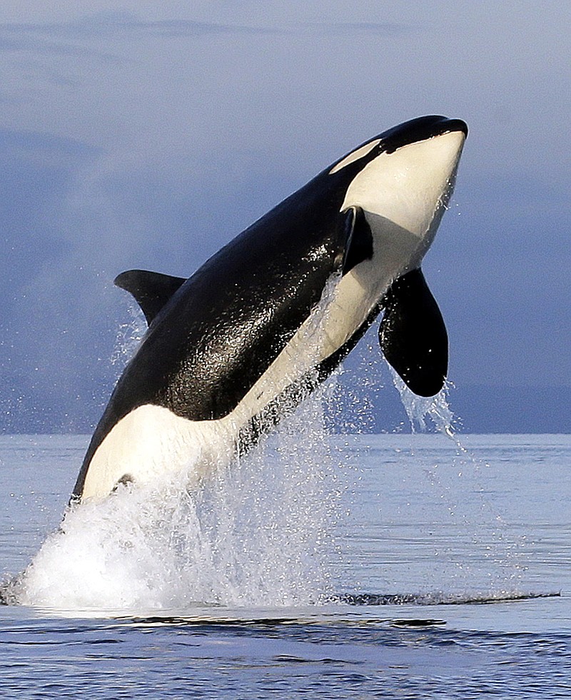 
              FILE - In this Jan. 18, 2014, file photo, a female orca leaps from the water while breaching in Puget Sound west of Seattle, as seen from a federal research vessel that has been tracking the whale. Using unique breath samples captured over four years, a new study identifies an array of bacteria and fungi contained in the exhaled breath of the small, distinct population of southern resident killer whales of the northeast Pacific Ocean. (AP Photo/Elaine Thompson, File)
            