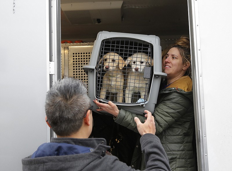 
              A crate holding two puppies rescued from a South Korean dog meat farm are loaded onto an animal transport vehicle near Kennedy Airport by Animal Haven Director of Operations Mantat Wong, left, and volunteer Nicole Smith Sunday, March 26, 2017, in the Queens borough of New York. The Humane Society International is responsible for saving 46 dogs that would otherwise have been slaughtered. Humane Society officials said the dogs that arrived in New York late Saturday night had awaited death in dirty, dark cages, and were fed barely enough to survive at a farm in Goyang, South Korea. (Andrew Kelly/Humane Society International via AP)
            