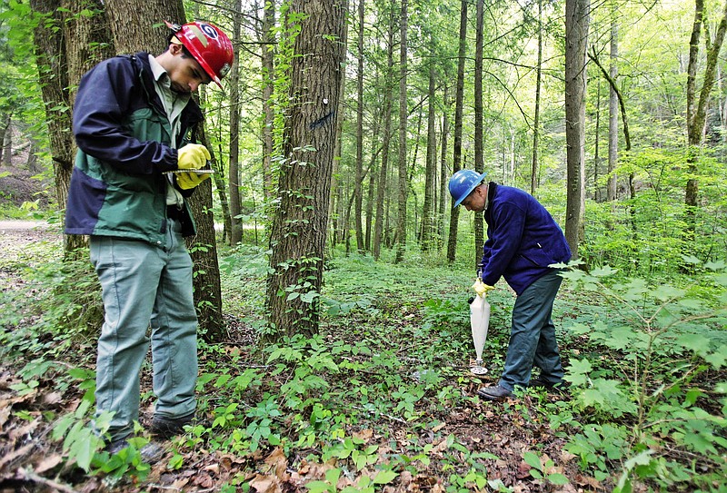 Jeremy Eubanks, forester trainee, takes notes on tree locations while Eric Taylor, forester, injects pesticide around the roots of a hemlock Tuesday afternoon. Foresters with the Cherokee National Forest injected a pesticide around the base of hemlocks at the Lost Creek Campground, hoping to stop the destruction of the trees by hemlock wooly adelgids.  President Donald Trump's budget could have a impact on the management of the Chattanooga area's Federal Lands such as Cherokee National Forest.  
