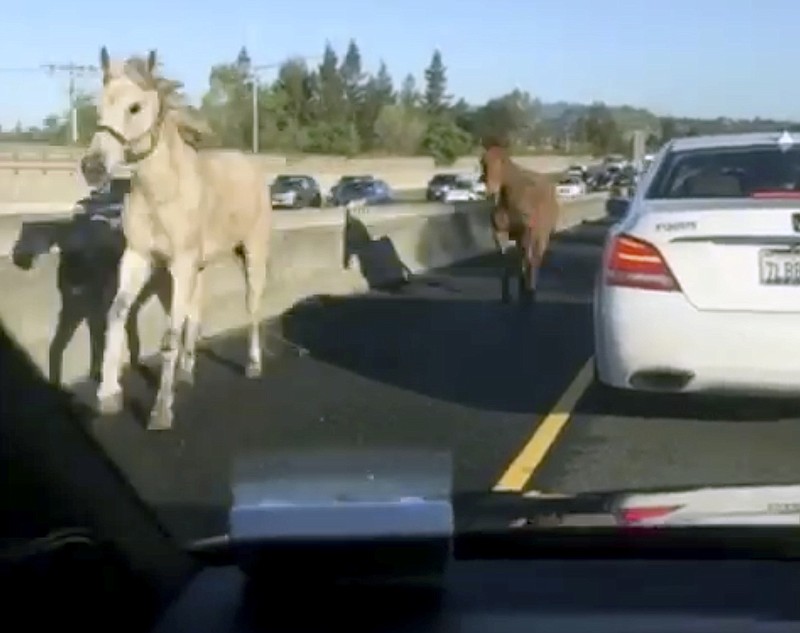 
              In this image made from a video provided by @slimjanders a white horse and a brown mule run across Interstate 680 east of San Francisco on Monday, March 27, 2017. Steve Burdo with Contra Costa County Animal Services says the animals broke through a fence about a mile away. Authorities shut down lanes shortly before 7:30 a.m. as motorists shot cellphone video and officers rounded up the four-legged fugitives (@slimjanders via AP)
            