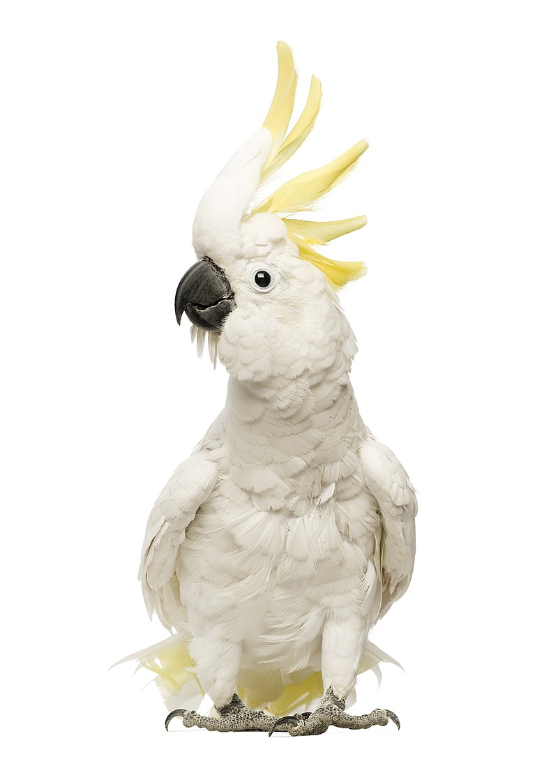 Cockatoos, such as this sulphur-crested bird, will be among numerous varieties of exotic birds for sale at the two-day show.