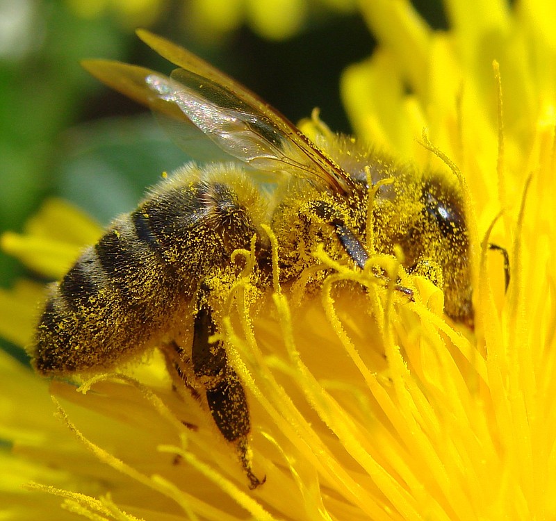 Learn how to attract bees and butterflies to your yard at Pollinator Palooza on Saturday at Crabtree Farms.