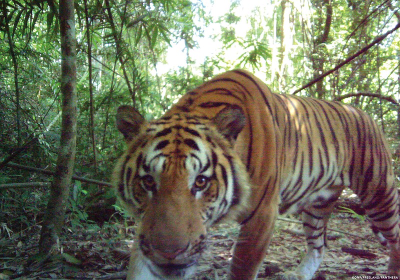 
              In this 2016 photo released by Thailand's Department of National Parks, Wildlife and Plant Conservation/Freeland, a curious male tiger walks in the jungle in eastern Thailand. Thailand's Department of National Parks, Wildlife and Plant Conservation, Freeland, an organization fighting human and animal trafficking, and Panthera, a wild cat conservation organization, announced Tuesday, March 28, 2017 that their investigations had photographic evidence of new tiger cubs in eastern Thailand's jungle, signaling the existence of the world's second breeding population of endangered Indochinese tigers. (Thailand's Department of National Parks, Wildlife and Plant Conservation/Freeland via AP)
            
