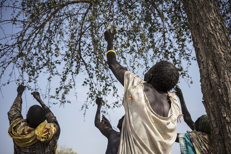 
              In this photo taken Friday, March 10, 2017, women pick leaves from a tree that they will later cook for dinner in the small village of Apada, near Aweil, in South Sudan. The world's largest humanitarian crisis in 70 years has been declared in three African countries on the brink of famine, just as President Donald Trump's proposed foreign aid cuts threaten to pull the United States back from its historic role as the world's top emergency donor. (Mackenzie Knowles-Coursin/UNICEF via AP)
            