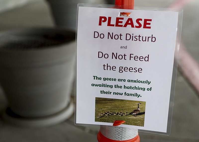 
              A sign warns people not to disturb geese at CHI Health Lakeside Hospital Wednesday, April 5, 2017, in Omaha, Neb. Ralph and Alice, a pair of Canada geese, have built a nest inside a flower pot near an Omaha hospital's emergency room doors. A security officer said the pair have nested near the hospital every spring since 2005. (Sarah Hoffman/Omaha World-Herald via AP)
            