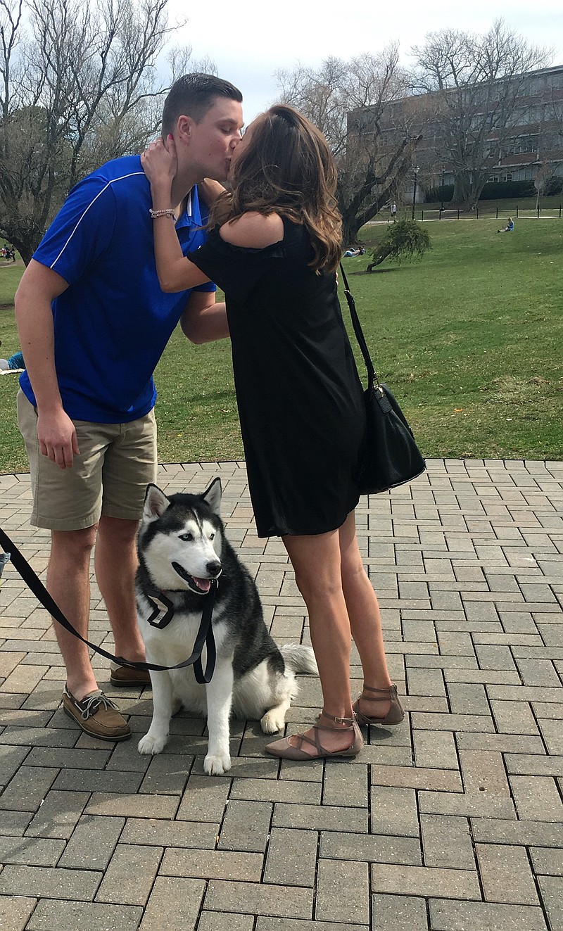 
              In this April 10, 2017 photo, University of Connecticut mascot Jonathan, a Siberian Husky, assists Daniel Bronko of Enfield, Ct., in proposing to his girlfriend, Holly Korona, on the school's campus in Storrs, Ct. Bronko, who met Korona while both were students, surprised her with a ring that had been attached to Jonathan's collar.
 (University of Connecticut via AP)
            