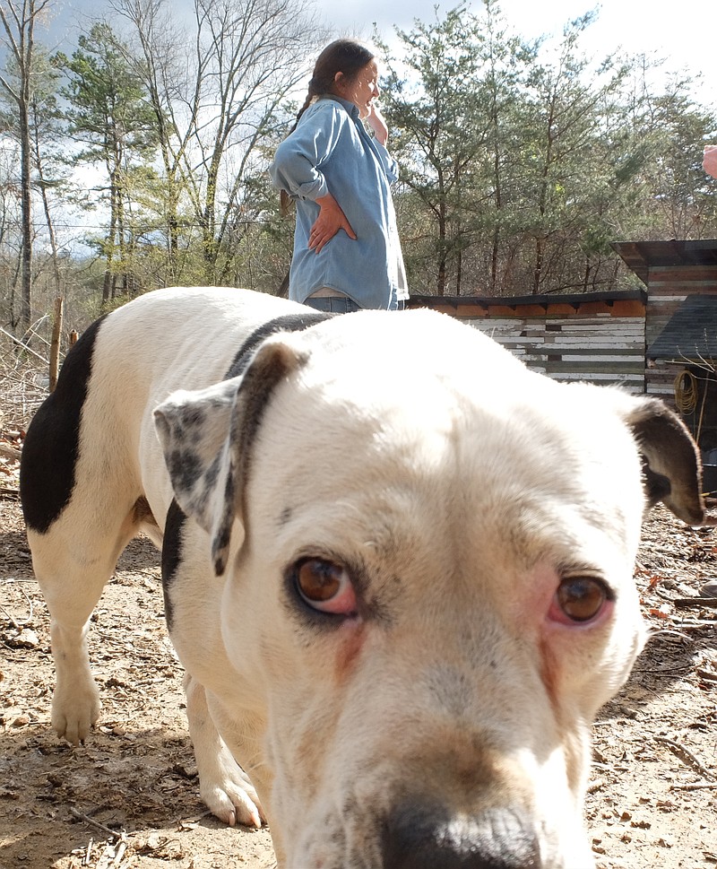 Diamond is Sandra Gordy's pit bull friend and they live in a remote area of Catoosa County on Taylors Ridge.