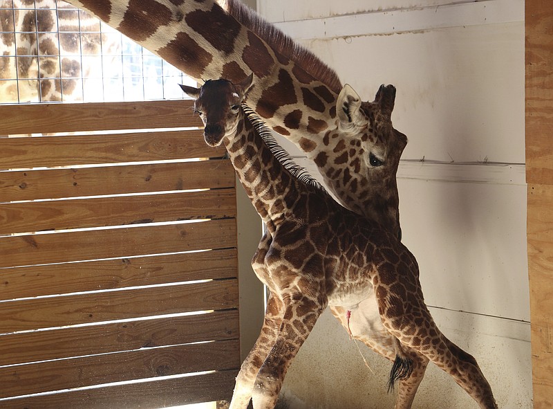 Live video feed that showed giraffe birth to be taken down | Chattanooga Times Free Press Live video feed that showed giraffe birth to be taken down | Chattanooga Times Free Press