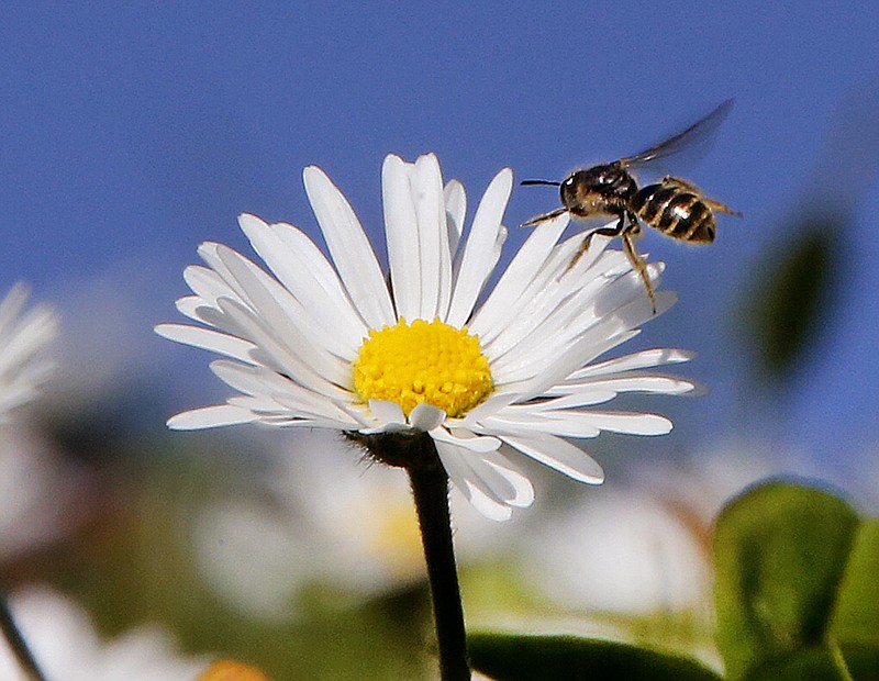 
              FILE - In this March 28, 2017 file photo, a bee flies over daisies in a park in Frankfurt, Germany, As weather forecasts predict sunny weather for most parts of Germany. In what scientists call a clear sign of a warming world, Earth’s temperatures in March were the most above normal on record without an El Nino spiking temperatures. (AP Photo/Michael Probst, File)
            