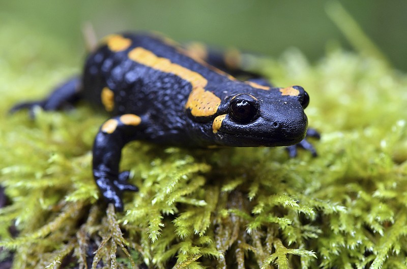 
              In this Oct. 18, 2016 file photo, a  fire salamander perches on a mossy surface near Oberhof, Germany. Europe’s salamanders could be decimated by an alien invader that has already wreaked havoc in some part of the continent, scientists say. Researchers who examined the impact of a non-native fungus on fire salamanders in Belgium and the Netherlands found that it is lethal to the amphibians and almost impossible to eradicate. (Martin Schutt/dpa via AP,file)
            