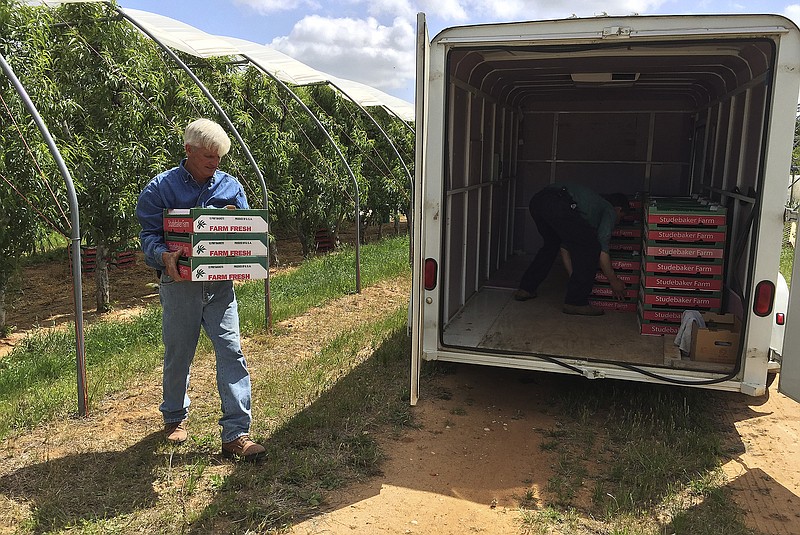 
              Farmer Russ Studebaker, left, and worker Melvin Horst load flats of peaches they picked from Studebaker's orchard on Thursday, April 20, 2017 in Stonewall, Texas. Winter pretty much stood Central Texas up this year, and the evidence will soon be showing in this summer's lackluster crop of Hill Country peaches. Lacking an adequate number of "chill hours," what is budding came out early, and the varieties that tend to be ready later in the season pretty much took the season off. "I'm just glad we have some peaches," longtime peach farmer Russ Studebaker said, estimating about a 30 percent crop. Peaches in general will be in high demand this year, as the cold weather that missed the Texas orchards hit the Georgia and Carolinas peach crops hard. (Kin Man Hui/The San Antonio Express-News via AP)
            