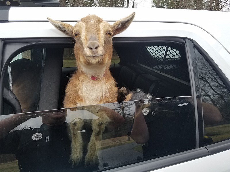 
              Sgt. Daniel Fitzpatrick of the Belfast Police Department in Belfast, Maine drives around with two lost goats in his police car on Sunday, April 23, 2017, looking for their owner. The goats were walking on a road in town and then entered a woman’s garage before Fitzpatrick picked them up. The owner’s daughter saw a police Facebook post about the lost goats and came down to the station to retrieve them.  (Sgt. Daniel P. Fitzpatrick II/Belfast Police Department via AP)
            