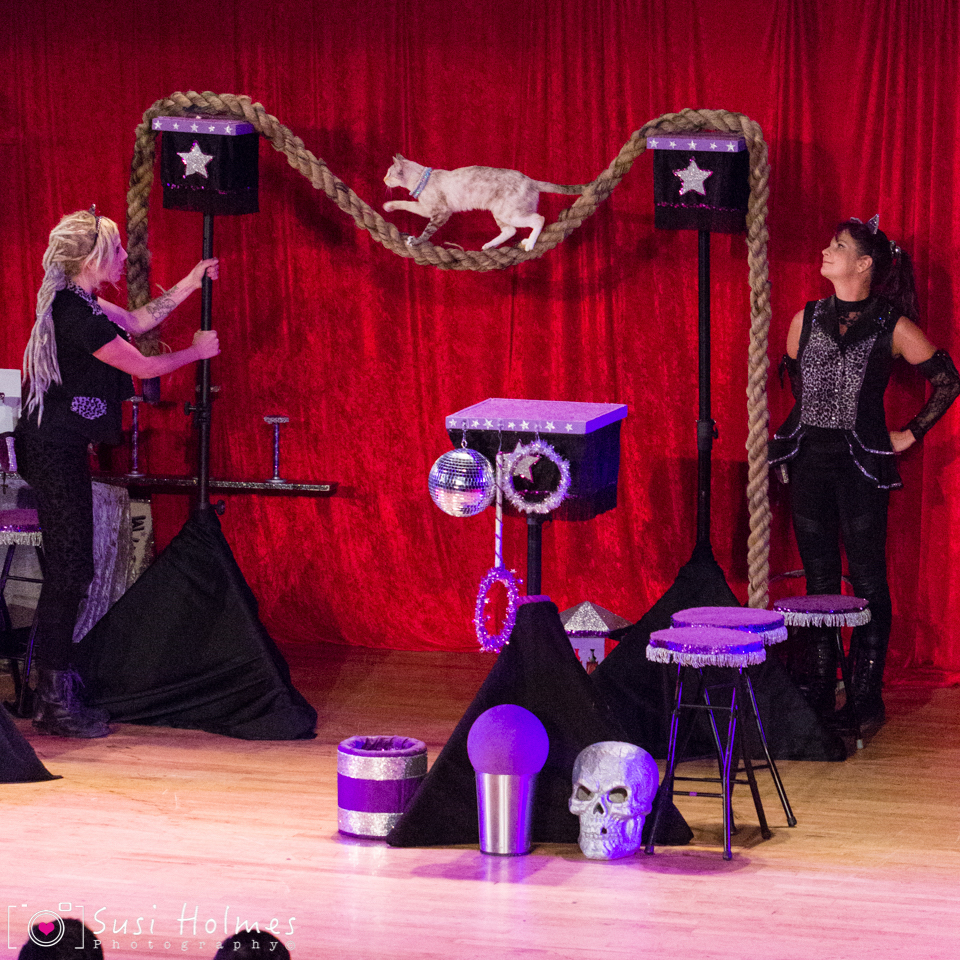 The Amazing AcroCats pounce onstage at Chattanooga Theatre Centre Chattanooga Times Free Press