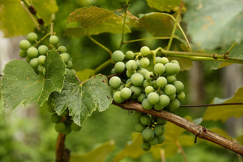 The process of fermentation to make wine or other liquids will be among topics at the conference.