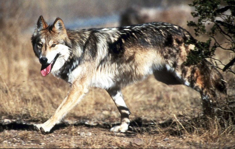 
              FILE - In this undated file photo provided by the U.S. Fish and Wildlife Service, a Mexican gray wolf leaves cover at the Sevilleta National Wildlife Refuge, Socorro County, N.M. The Denver-based 10th U.S. Circuit Court of Appeals on Tuesday, April 25, 2017, lifted a preliminary injunction that had prevented the Fish and Wildlife Service from releasing more Mexican gray wolves. (Jim Clark/U.S. Fish and Wildlife Service via AP, File)
            