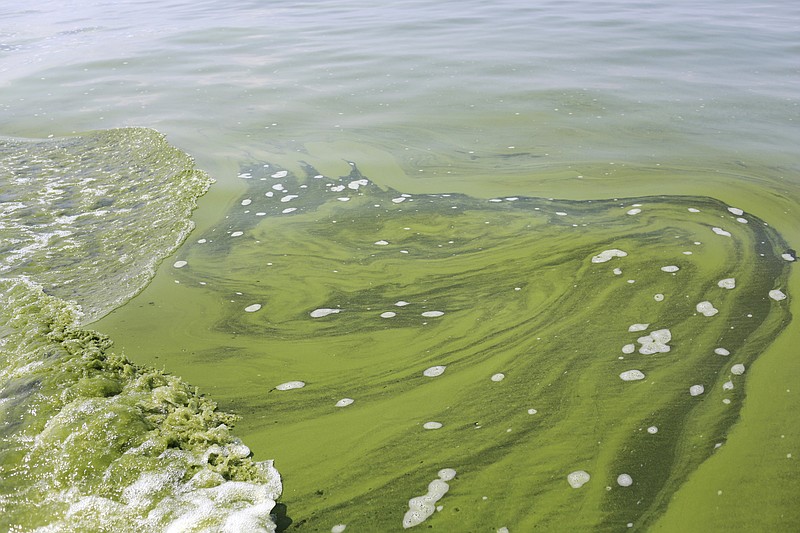 
              FILE - In this Aug. 3, 2014, file photo, an algae bloom covers Lake Erie near the City of Toledo water intake crib about 2.5 miles off the shore of Curtice, Ohio. Several environmental groups in Ohio and Michigan are suing the U.S. Environmental Protection Agency, saying the agency isn't doing enough to protect Lake Erie from toxic algae. The federal lawsuit filed Tuesday, April 25, 2017, said the EPA needs to step in and take action under the Clean Water Act. Algae blooms in the shallowest of the Great Lakes have fouled drinking water in recent years and are a threat to wildlife and water quality. (AP Photo/Haraz N. Ghanbari, File)
            