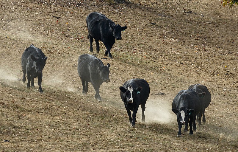 Cows stir up dust on dry ground as they run on James Burton's farm on Wednesday, Nov. 23, 2016, in LaFayette, Ga. As the region's drought has worsened, Burton says he has used all of his stores of hay to feed his cattle and is now having to buy hay to keep his herd fed.