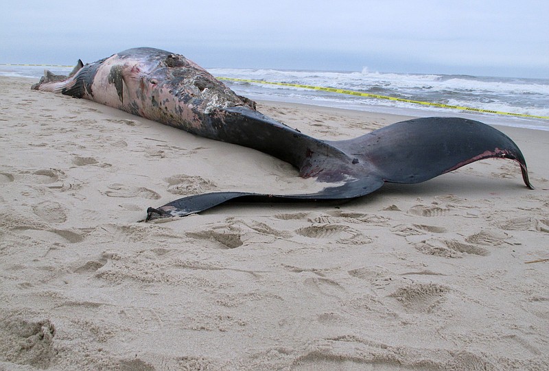 
              A dead 43-foot-long whale lies on the sand in Toms River N.J. hours after washing ashore on Wednesday April 26, 2017. The whale, whose cause of death could not immediately be determined, was dismembered and carted away. (AP Photo/Wayne Parry)
            